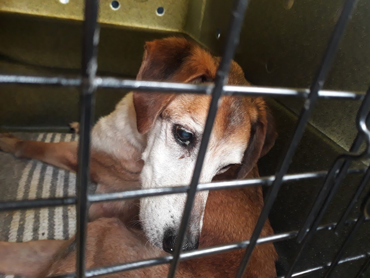 Consultorio Veterinario - Dr Alcyone A. Silva