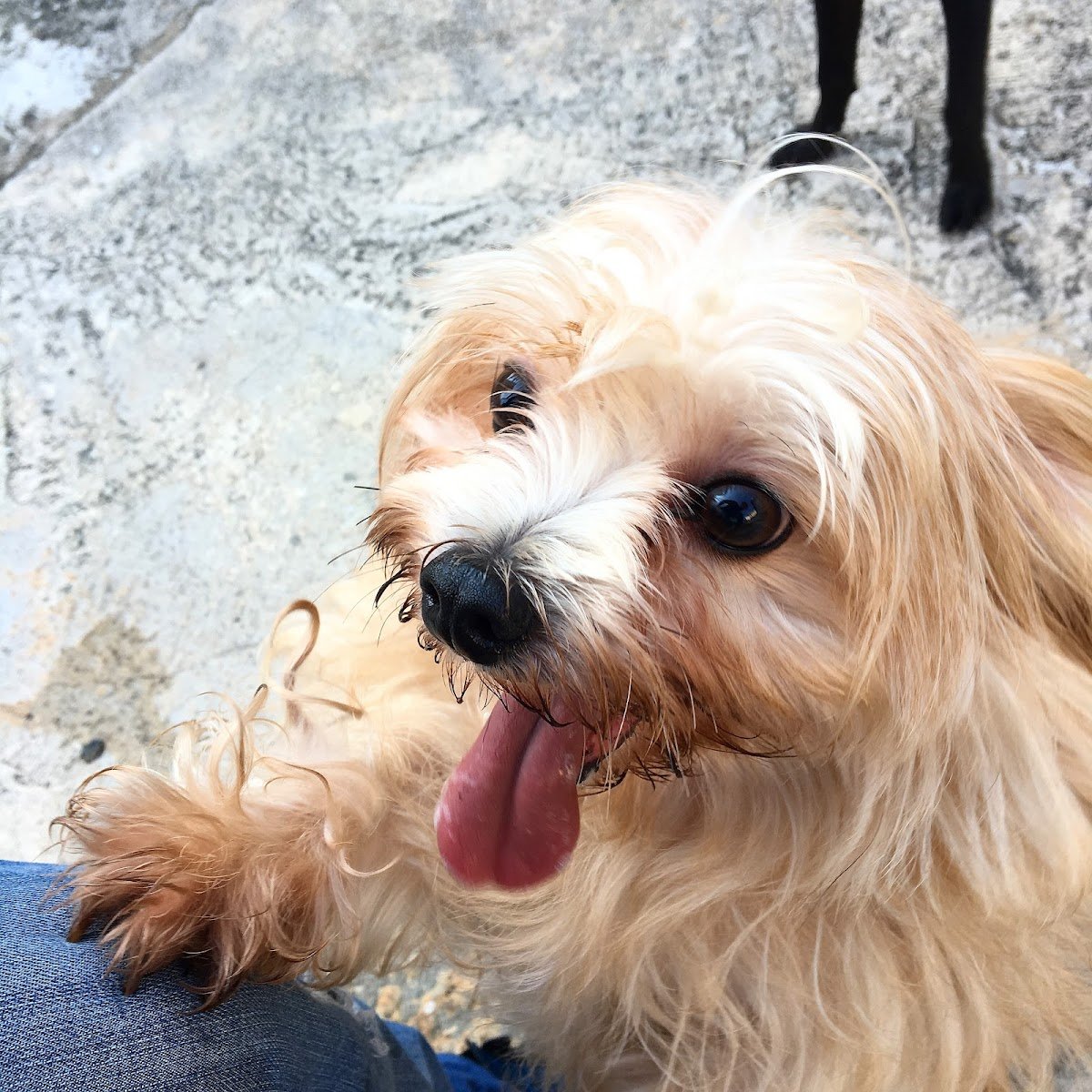 Creche e Hotel para Cães - Inspiração Dog