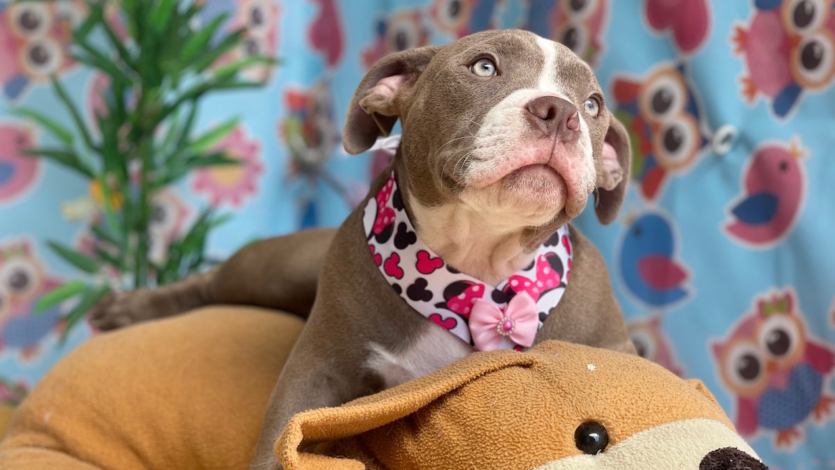 Pet Shop Patrulha Kanina