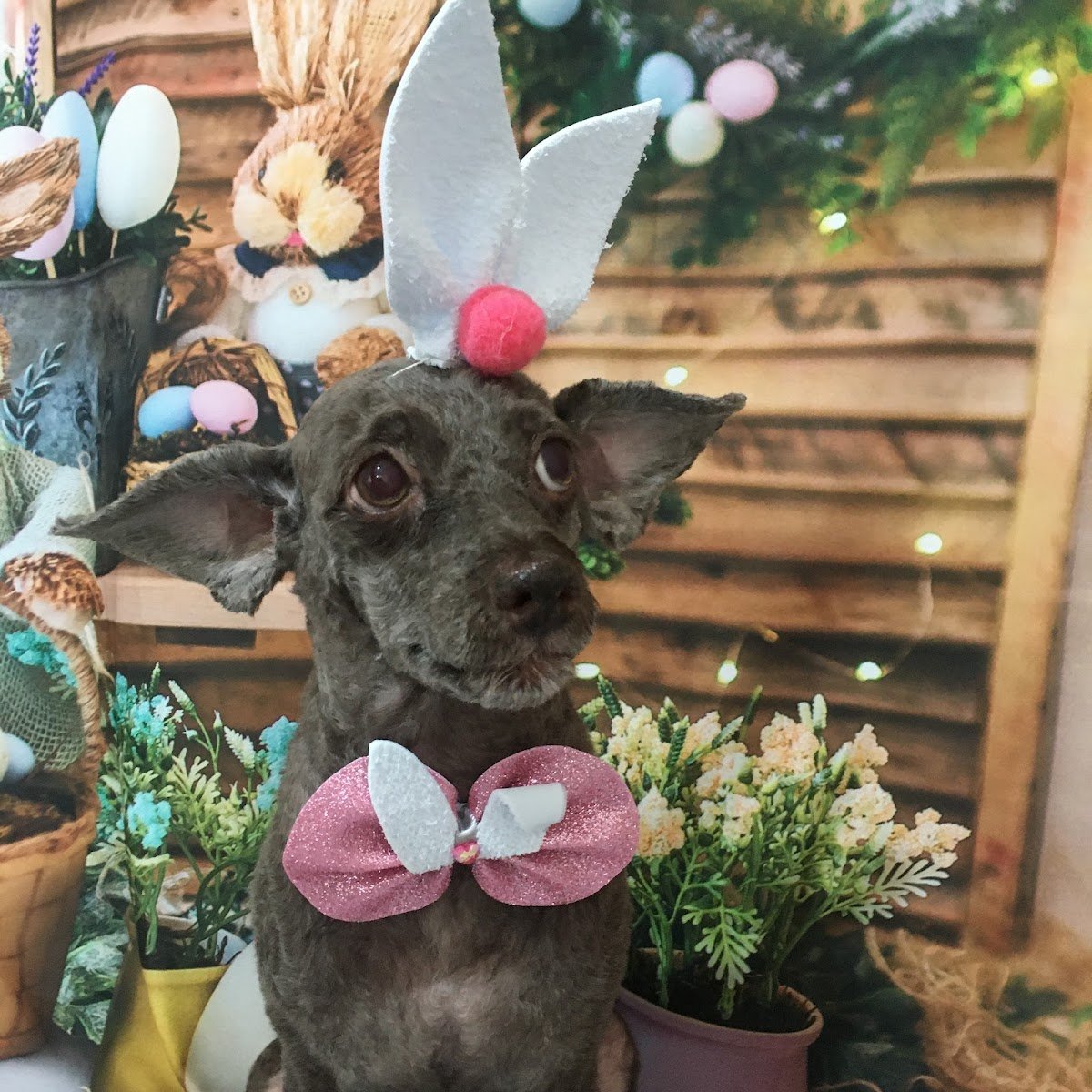 Chic&Tosa Estética animal