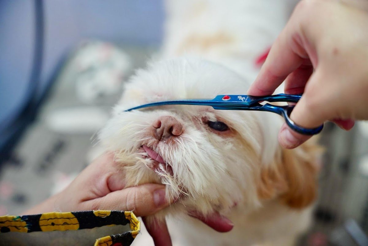 Pri Pets Taboão da Serra