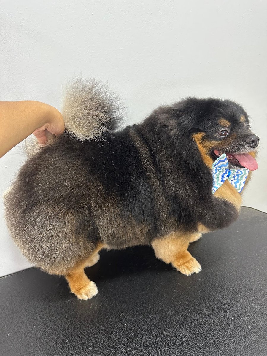 Maria Carolina Estética Pet