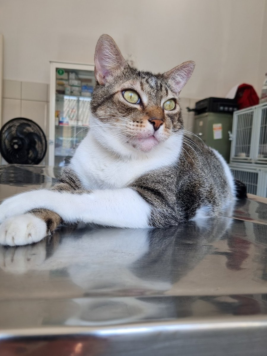 Clínica Veterinaria Latidos e Miados