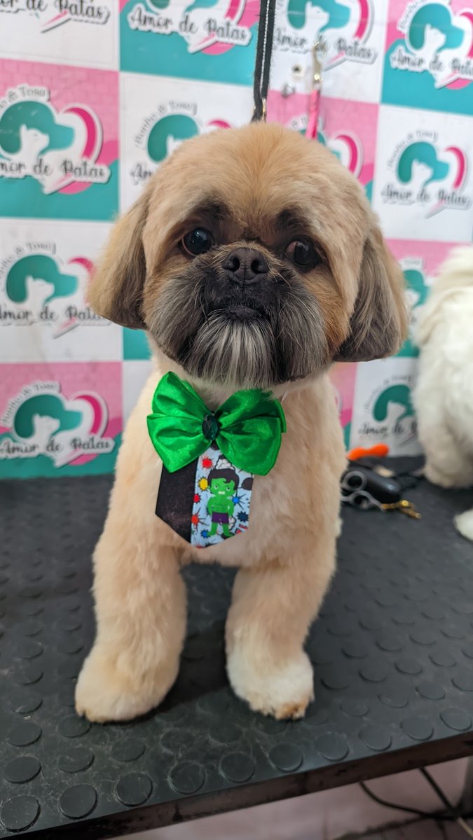 Amor de Patas - Banho e Tosa.