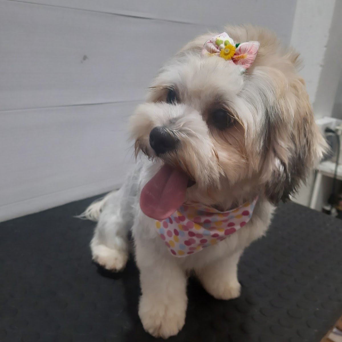 Pet shop Radicão Comercio de Produtos para Animais