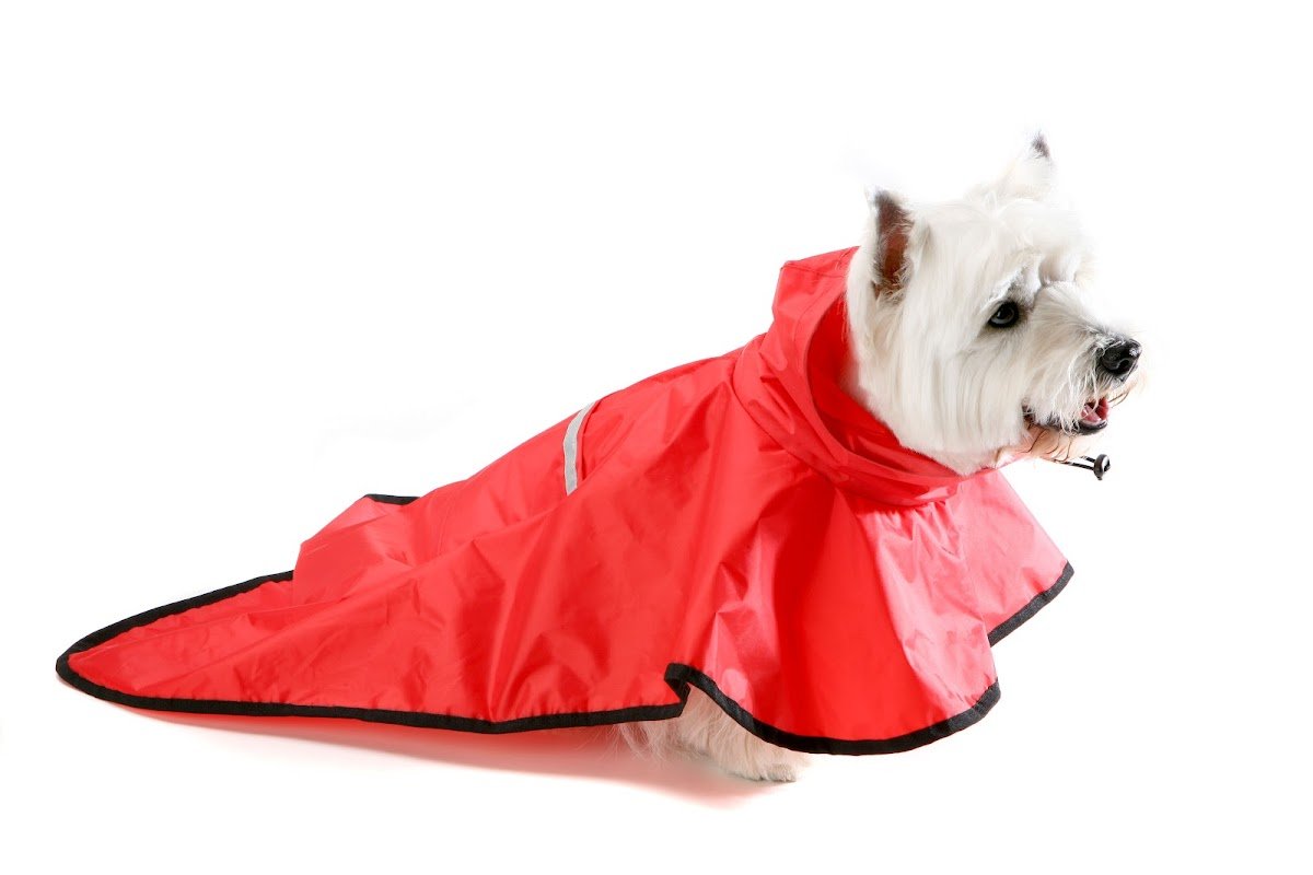 Cãofecção Loja Pet