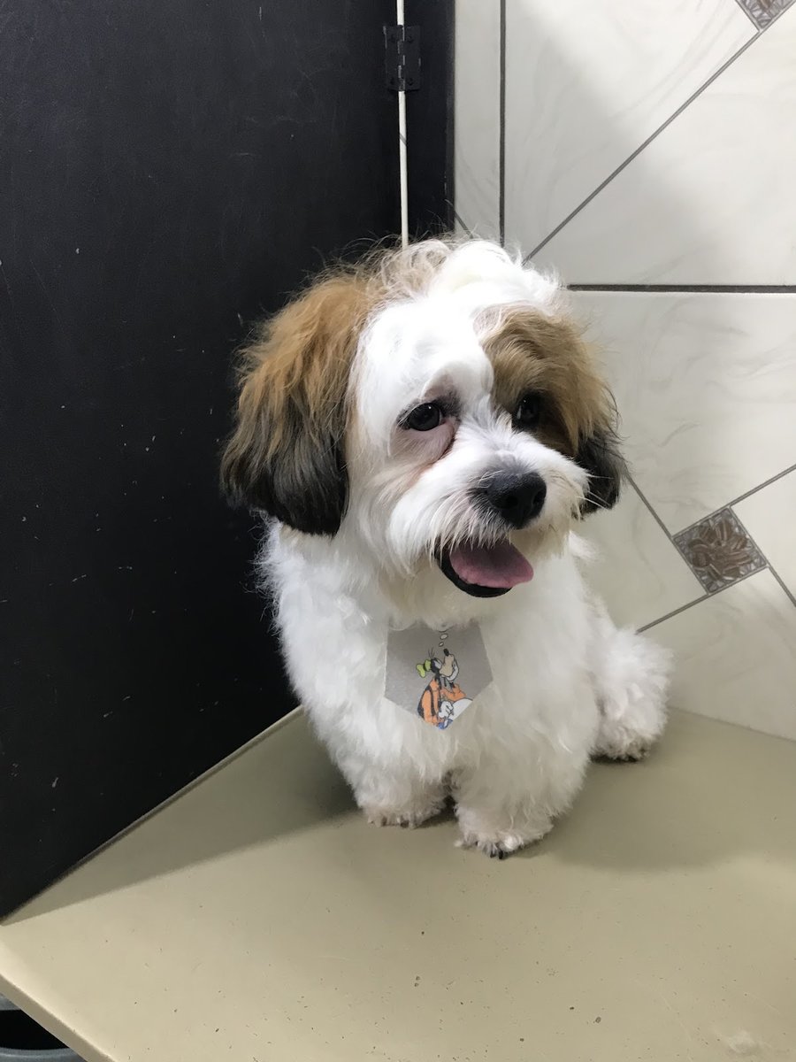 Avicultura e Pet shop Jardim Ipanema SBC