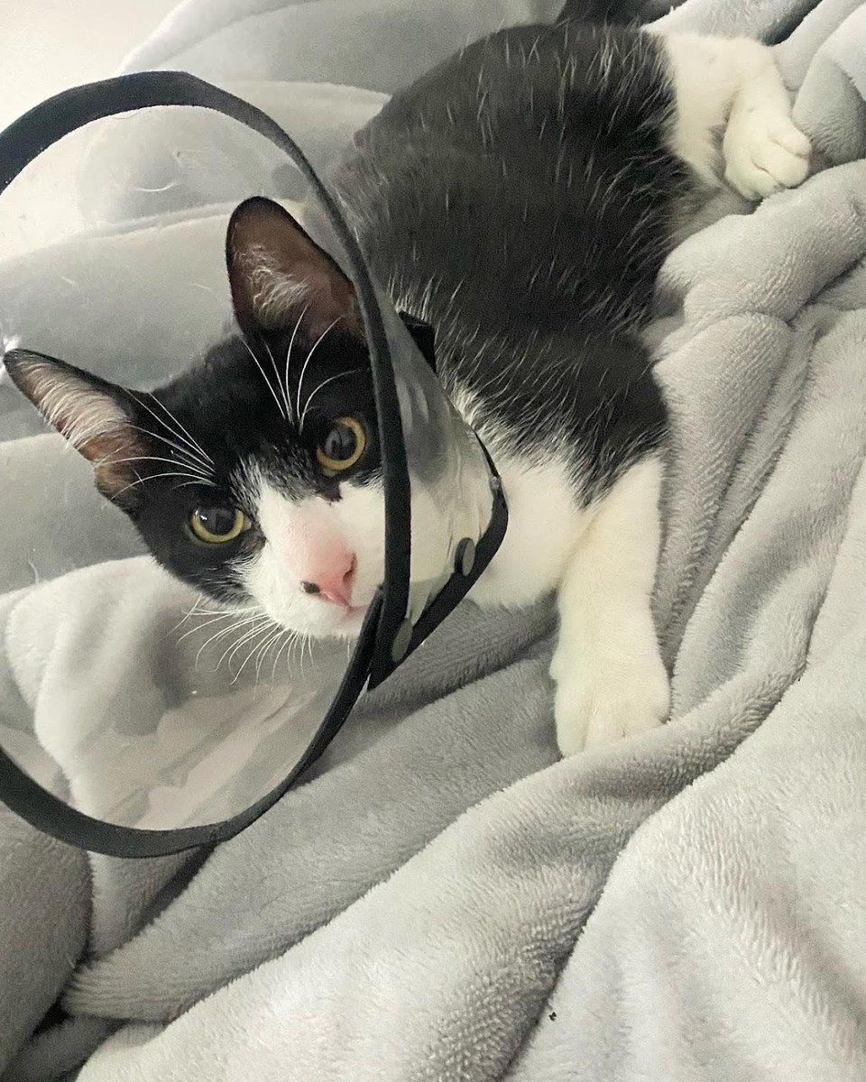 Clínica Veterinária X Dog