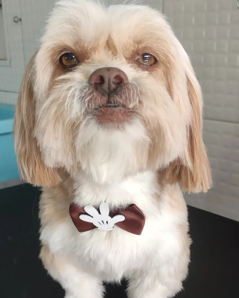 Juju pet banho e tosa