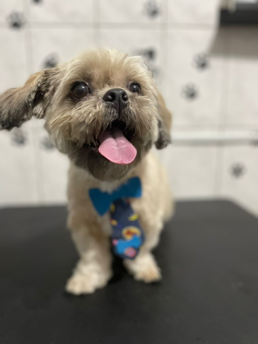 Nilo Pet Banho e Tosa