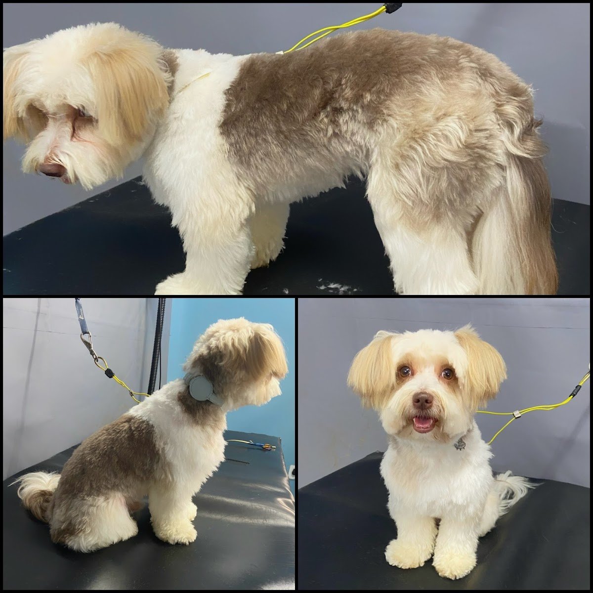 Benbonzinho Banho e Tosa