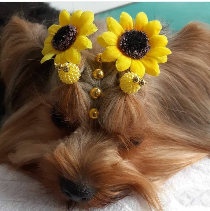 Banho e Tosa Love Pet