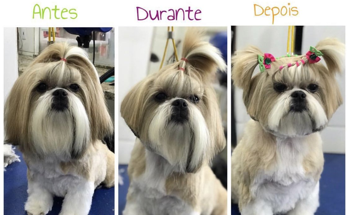 Banho e Tosa Studio Groom Pet