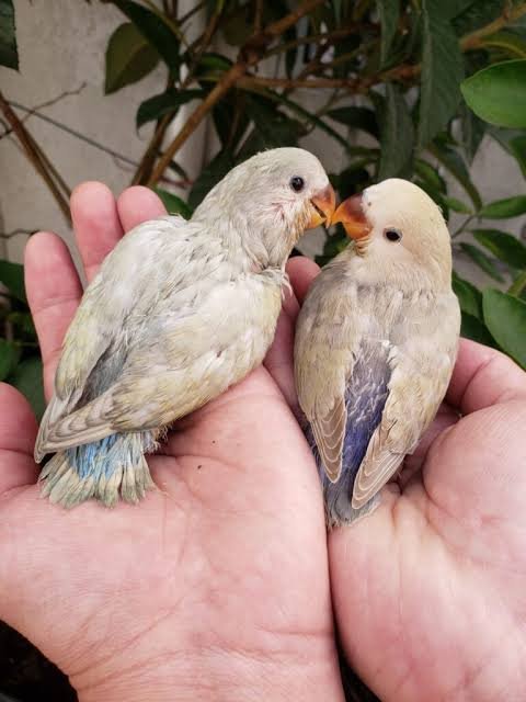 Aves Amigas - Criadouro Akira