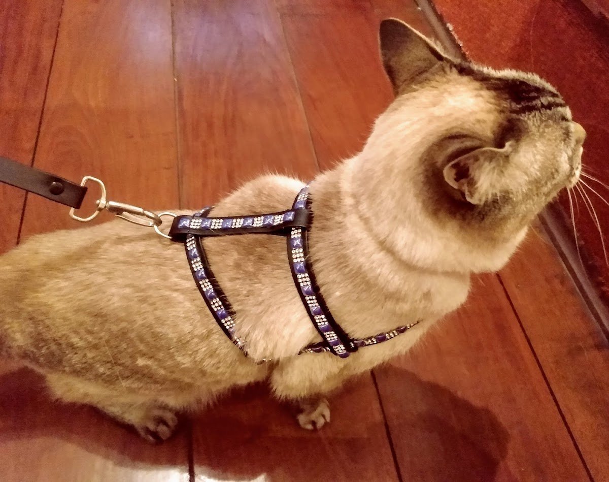 Coleiras Olho de Gato