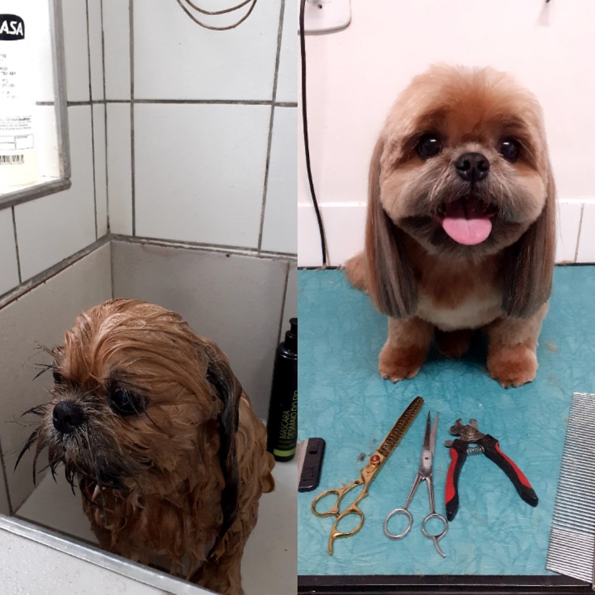 Clínica Veterinaria Morro dos Ingleses