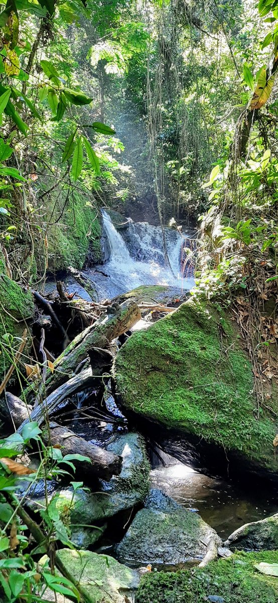 Núcleo do Engordador