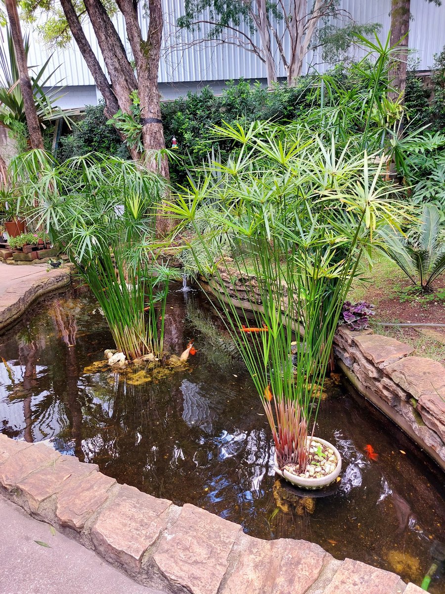 Spet Osasco: Veterinário, Banho e tosa, Vacinas em Osasco