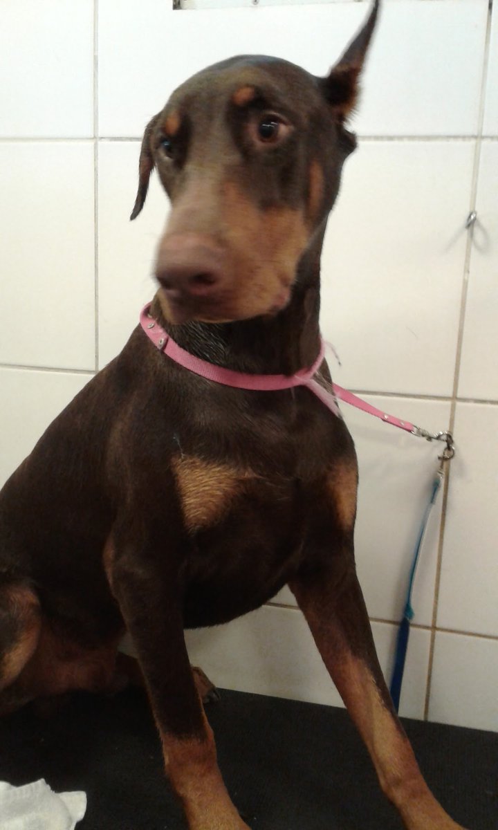 Pet Paris - Pet Shop e Clinica Veterinária