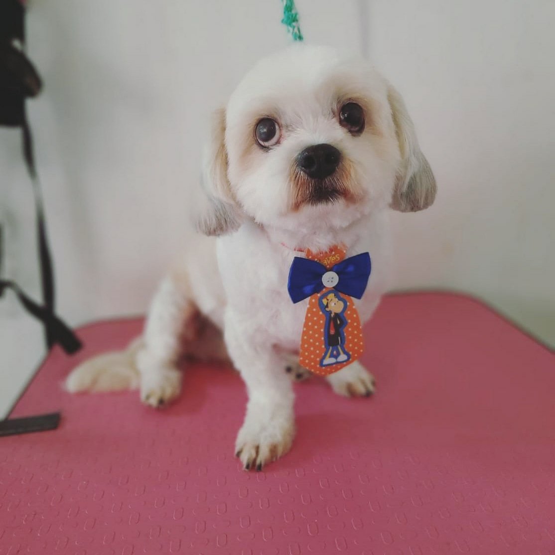 Antigo pet ale e pet amores. Sob nova direção da Petshow