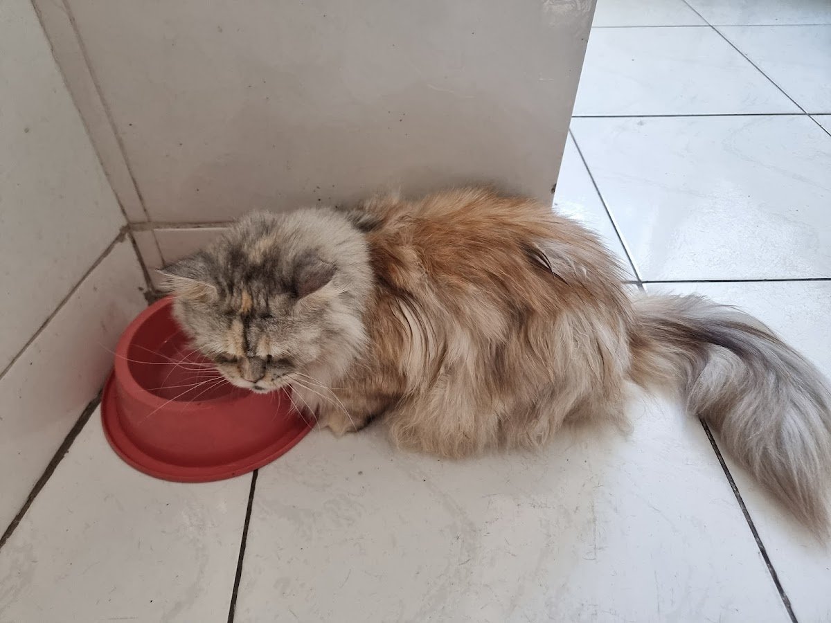 Clinica Conexão Animal