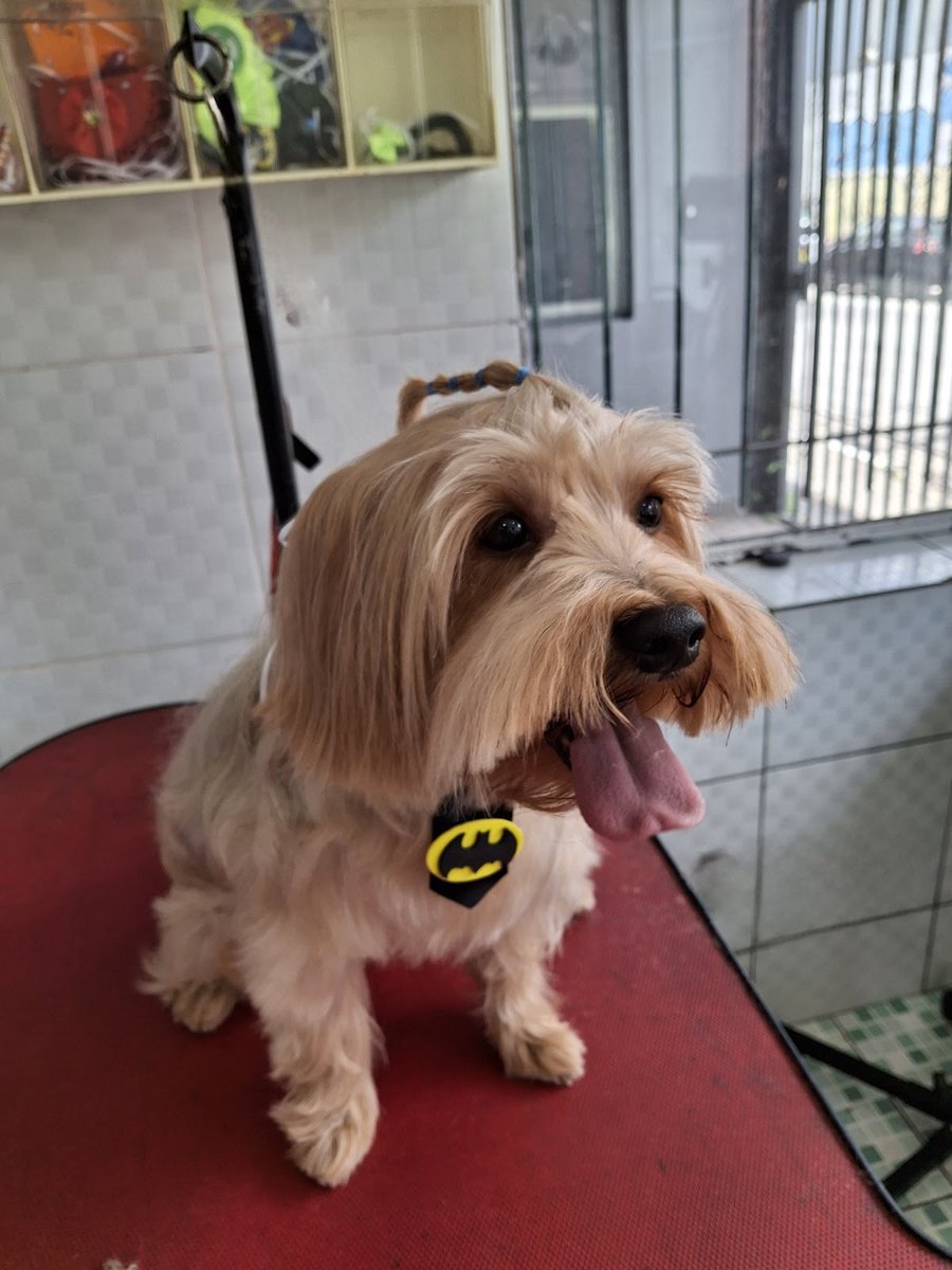 Alô, Pet - Banho e Tosa