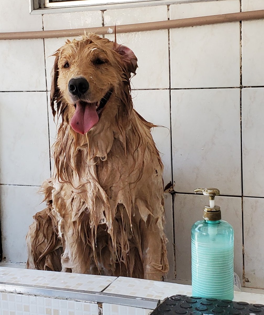 Cãosuarinas Banho & Tosa