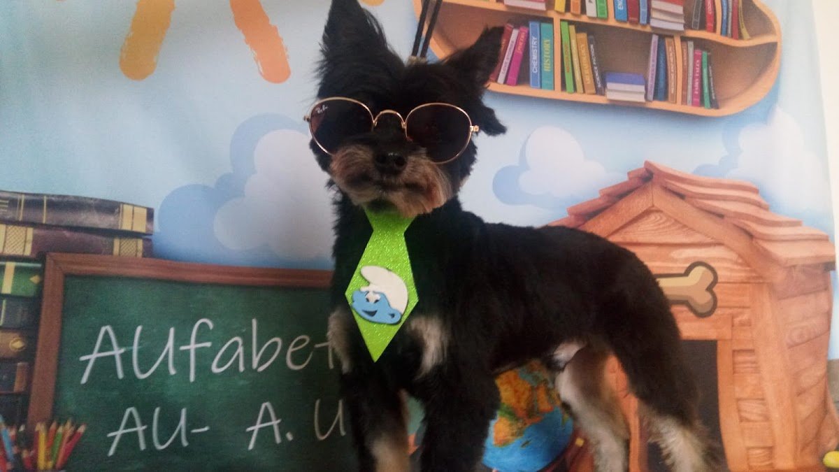 PetBydu Banho Tosa e Veterinária