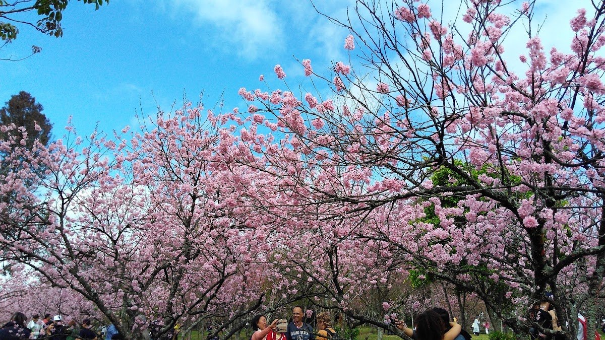 Grove of Cherry Trees