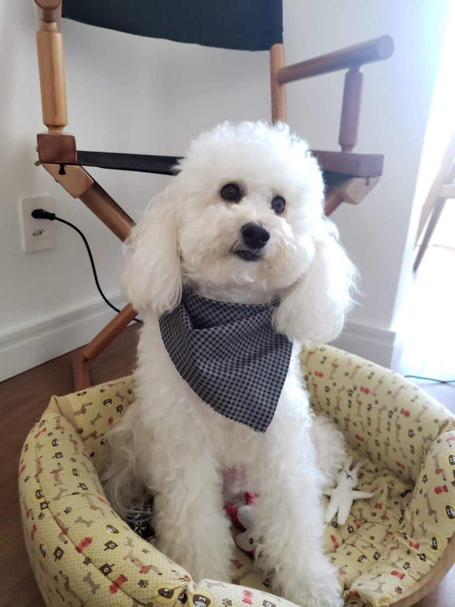 Alpha Dog - Estética Animal e Hotel