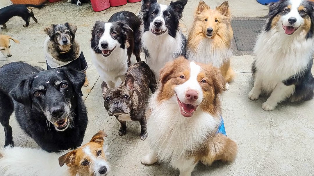 Pura Amizade - Clínica de Especialidades Veterinária, Cirurgias, DayCare e Hotel