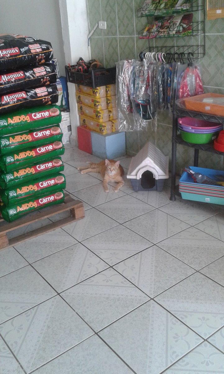 Tav Cão banho e tosa