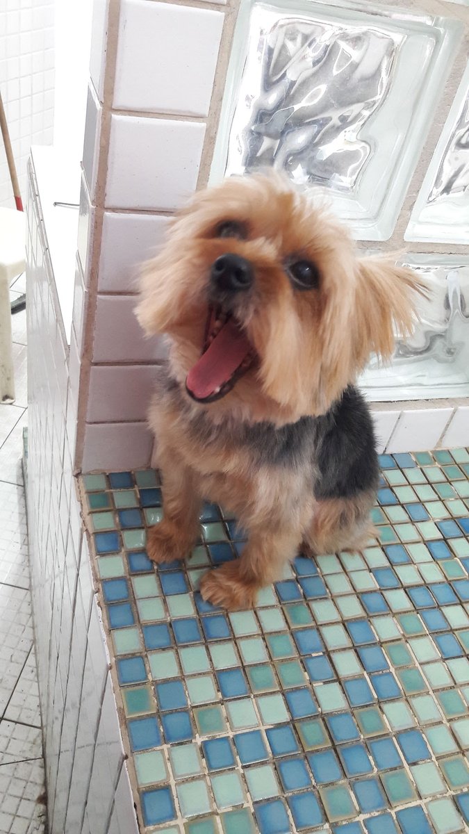 CV CLÍNICA VETERINÁRIA