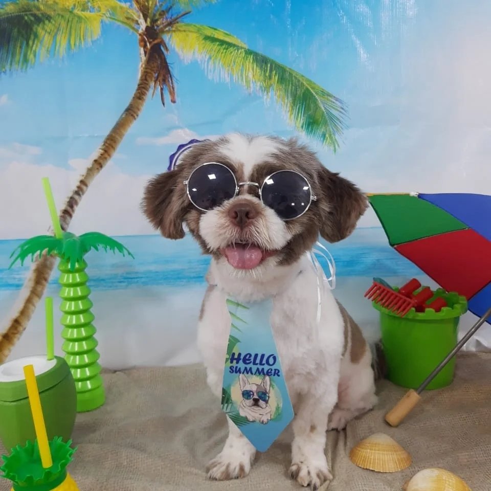 Banho e tosa Lu poli Pet Parque São Domingos