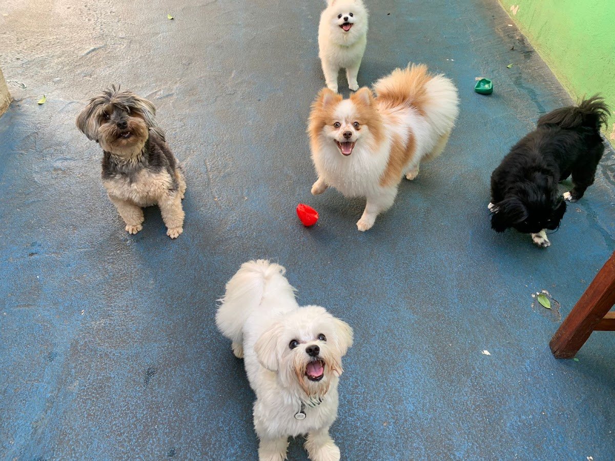 La Petite Sophie - Escola para cães de pequeno porte