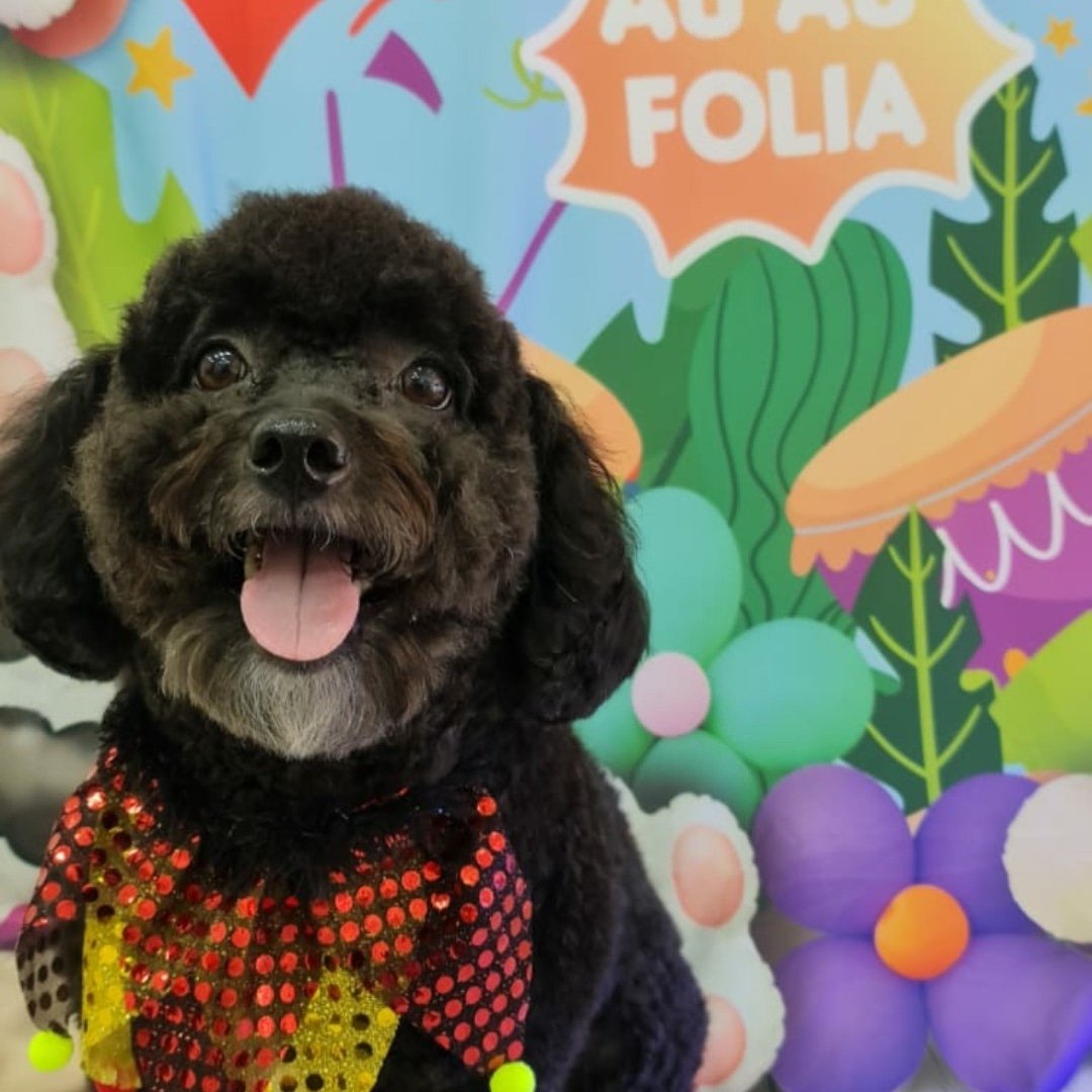 AUpina Pet - Centro de Estética Animal