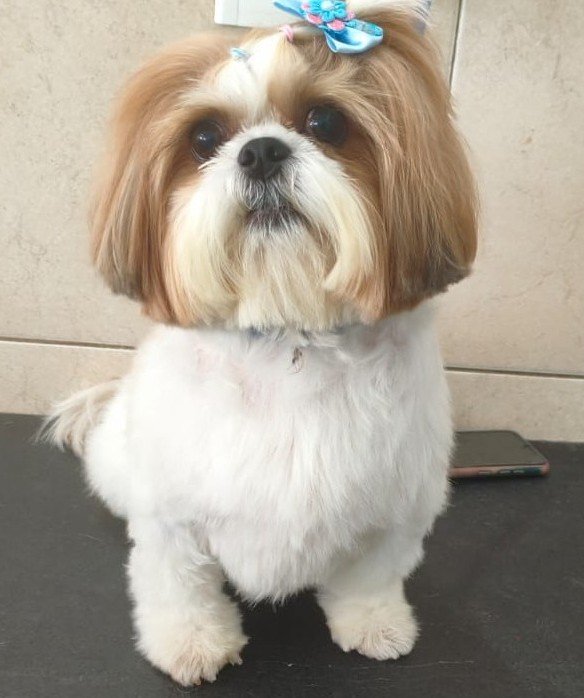 Emporium Company Pet Shop