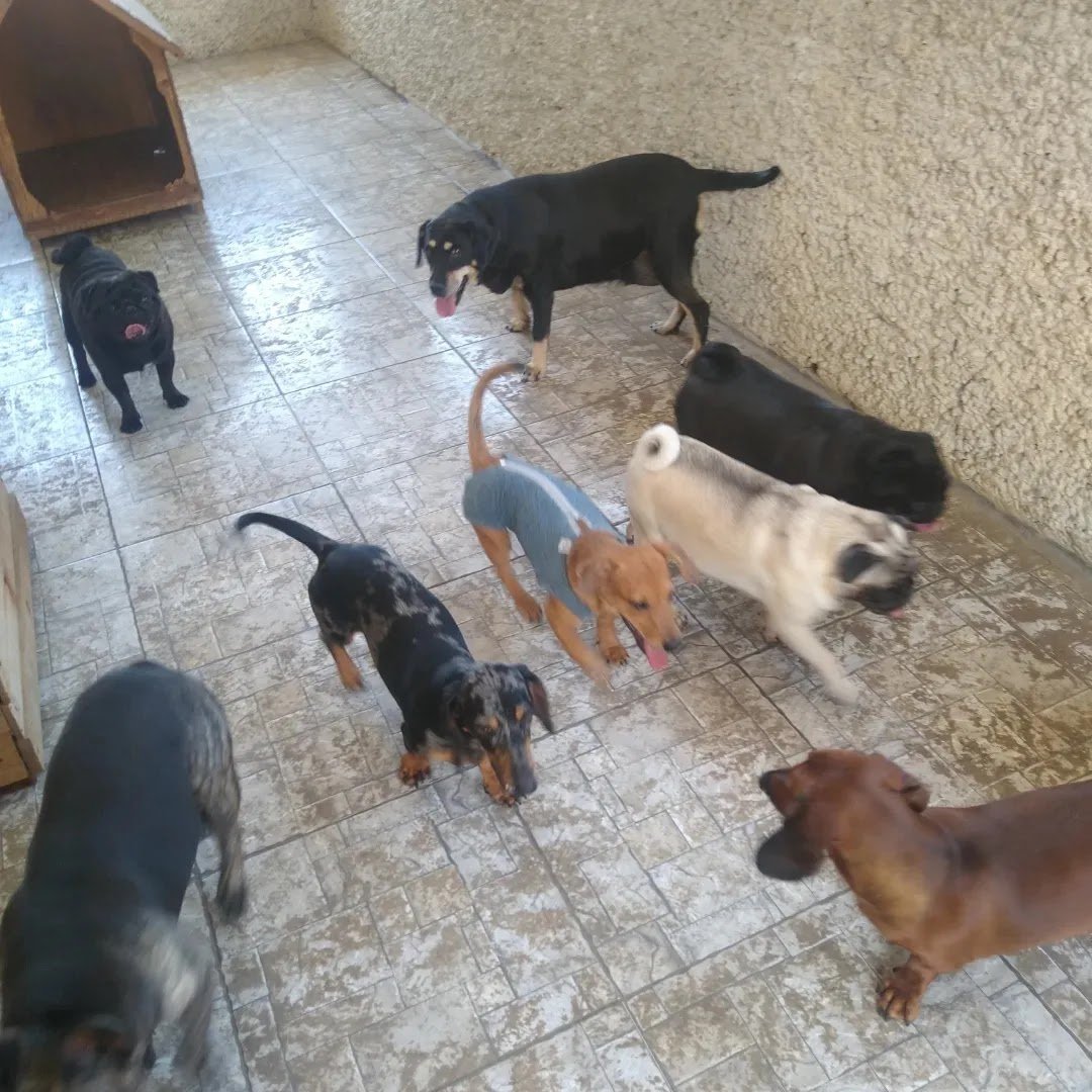 Casa dos Pets e Home care