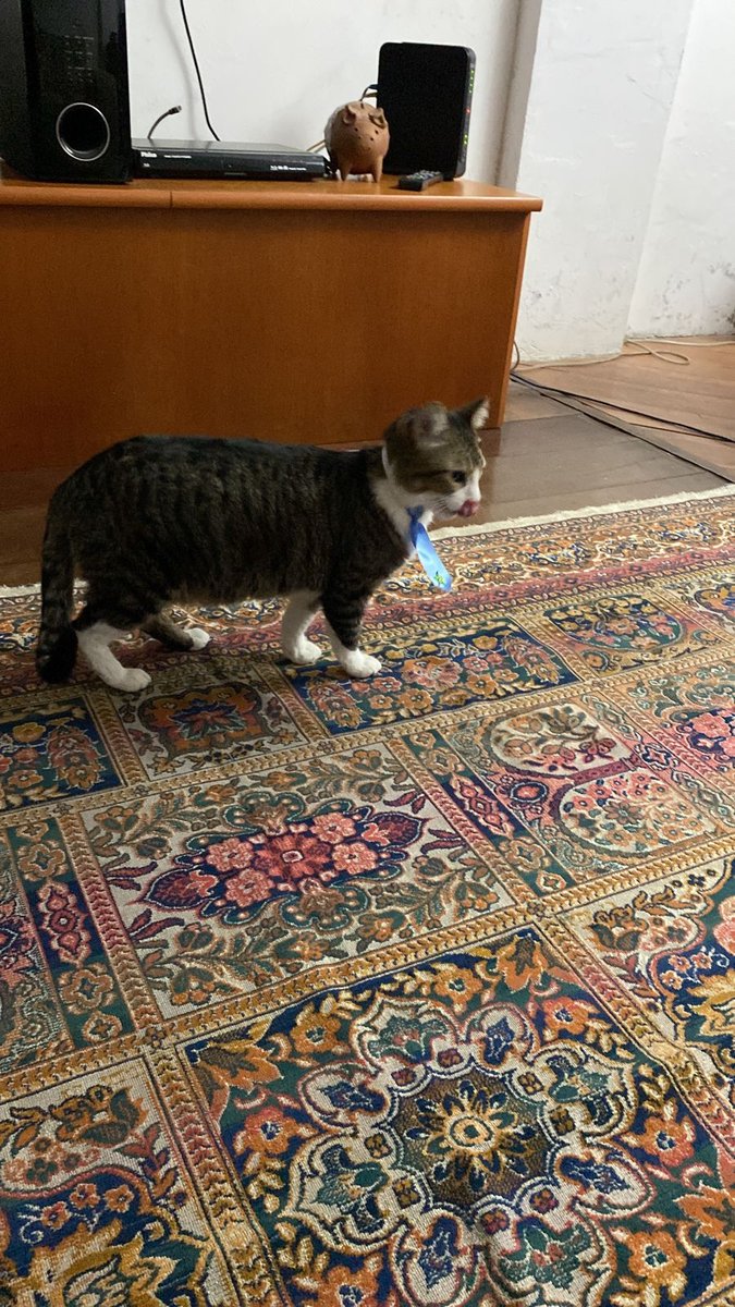 Pet Shop e Clinica Brincalhão