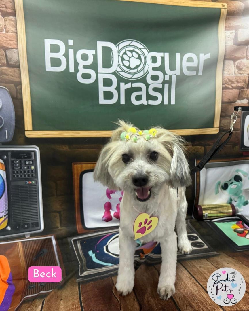 Studio Pet's Estética Animal