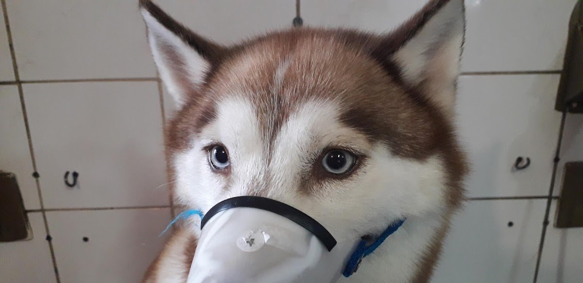 Clínica Veterinária Doctor Dog