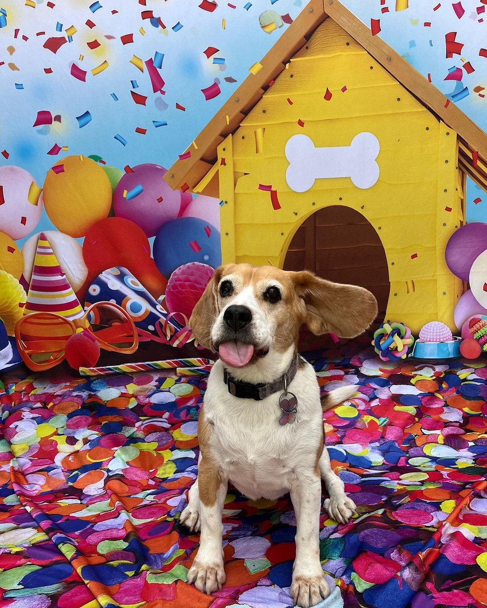 MV Pet Clínica Veterinária