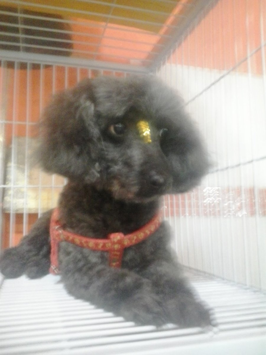 PET DA VILA CENTRO DE ESTETICA ANIMAL LTDA