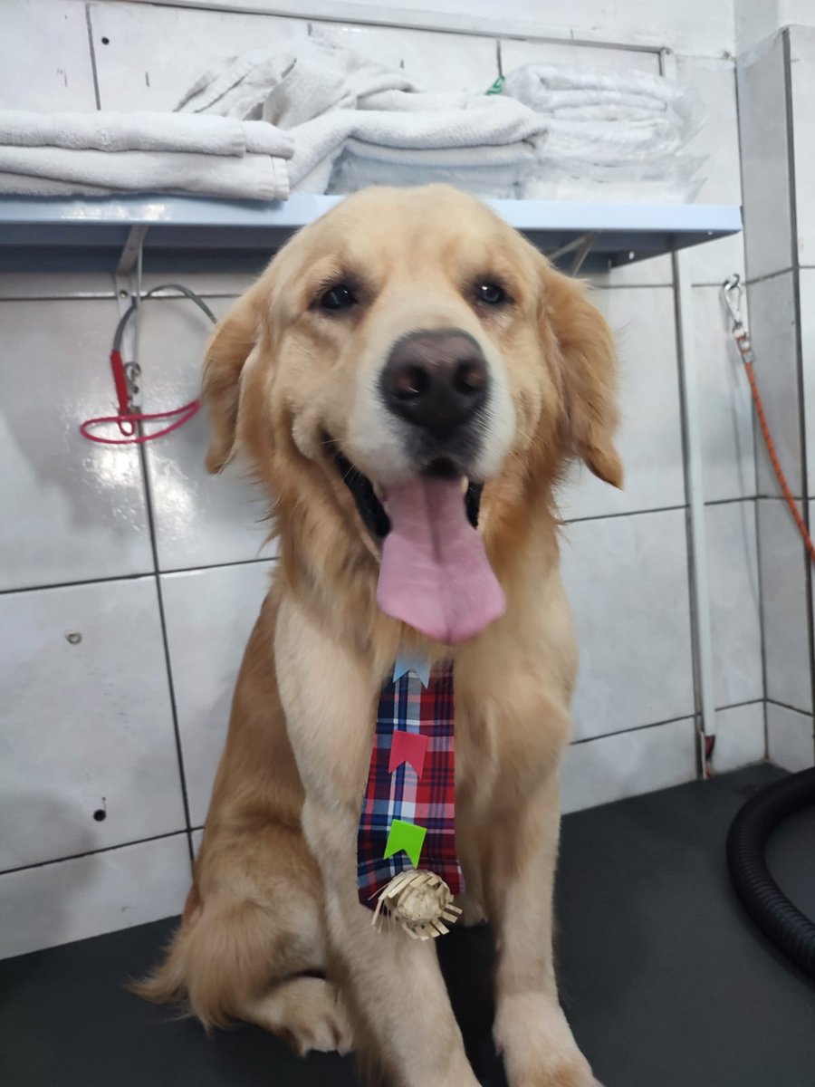 PetShop Cãozinho Cheiroso