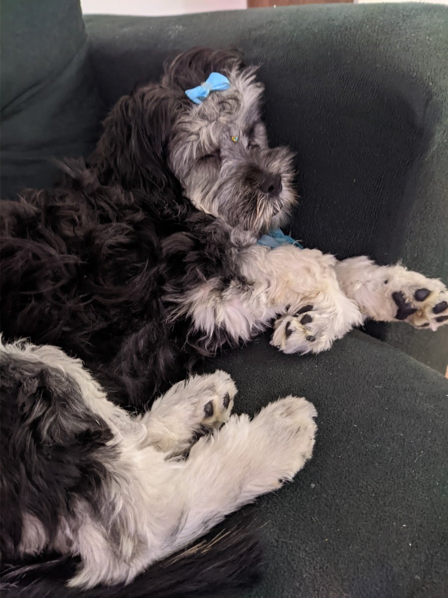 Ema Vet Clínica Veterinária