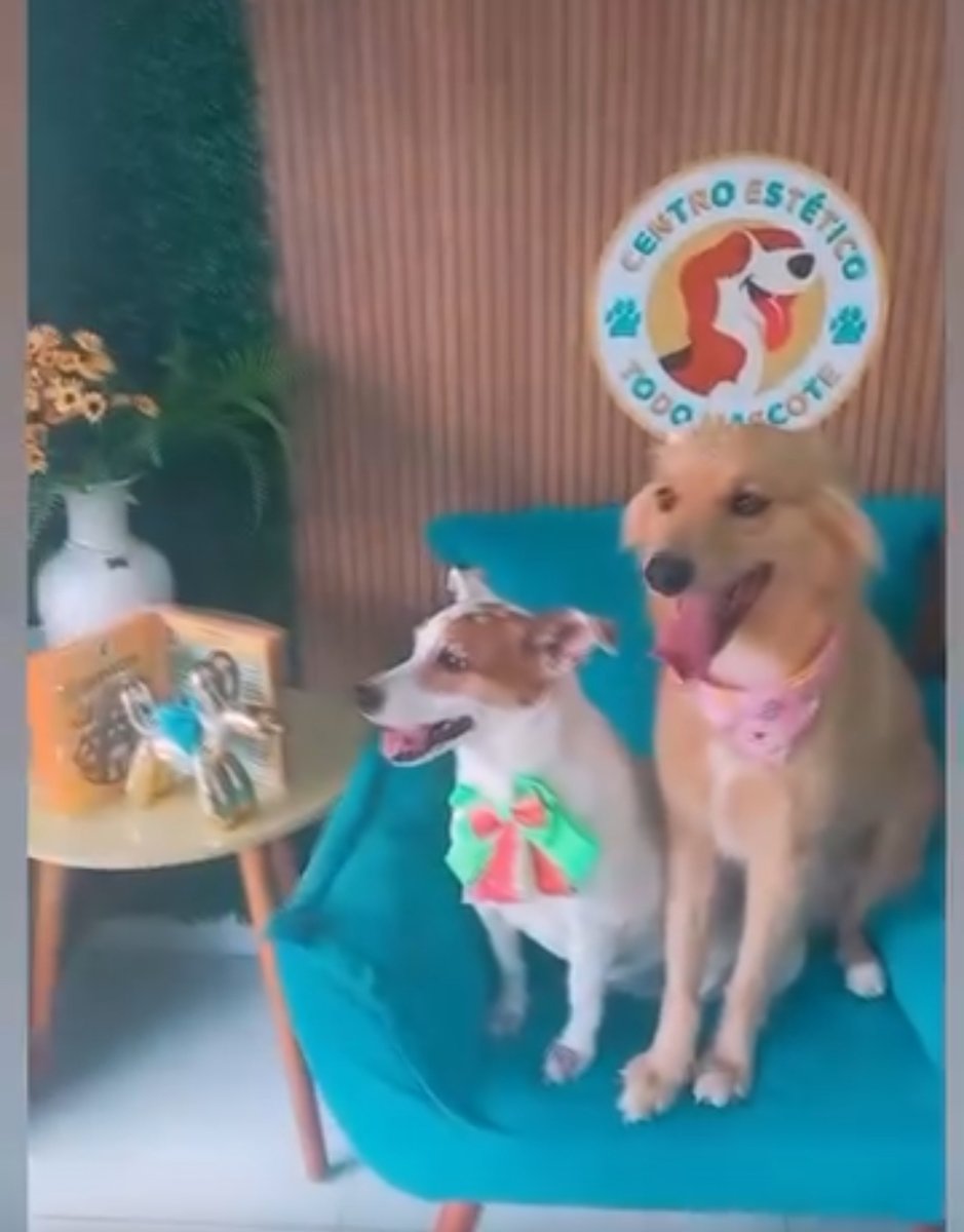 Centro Estético Todo mascote