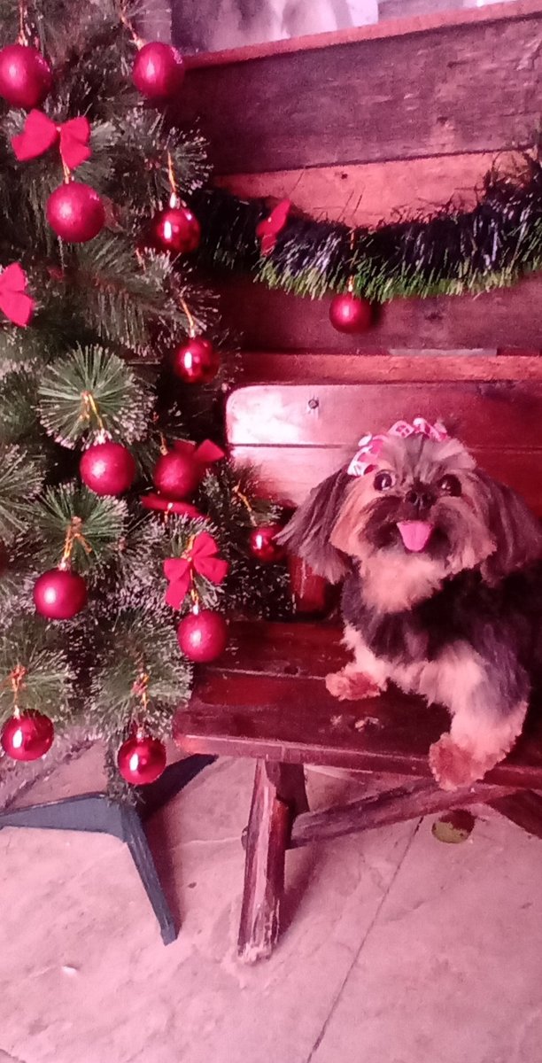 Villa Pet Banho e Tosa