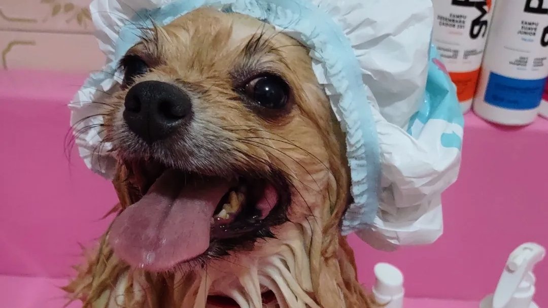 Banho & tosa Andressa Ribeiro