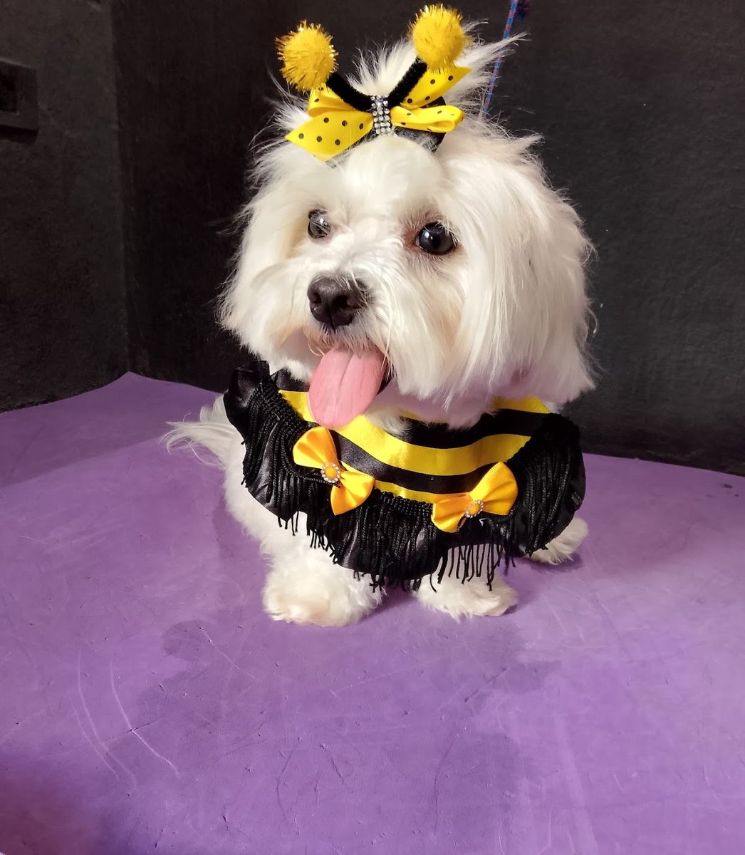 PINK PET STYLE BANHO E TOSA