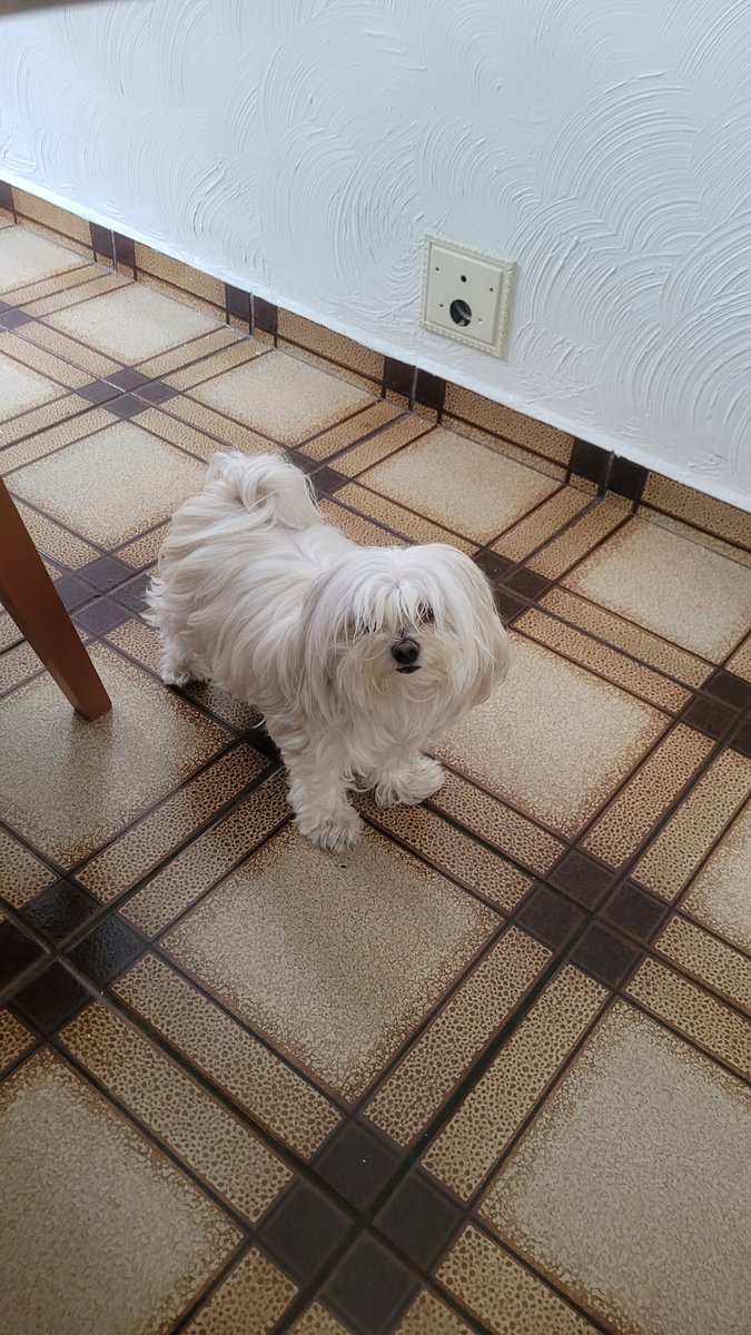 Saúde Animal Clínica